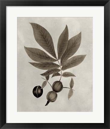 Framed Arbor Specimen VI Print