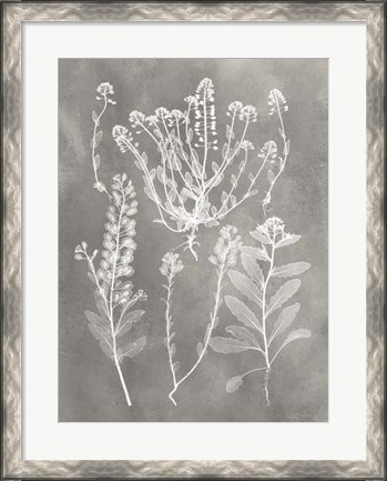 Framed Herbarium Study III Print