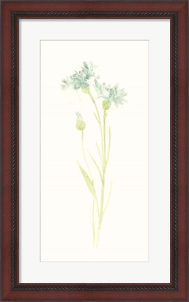 Framed Cornflower Study I Print