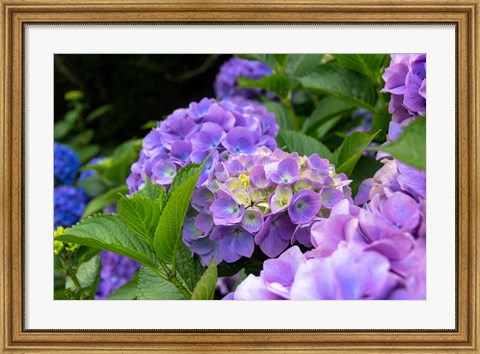 Framed My Garden Blooms Print