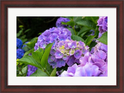 Framed My Garden Blooms Print