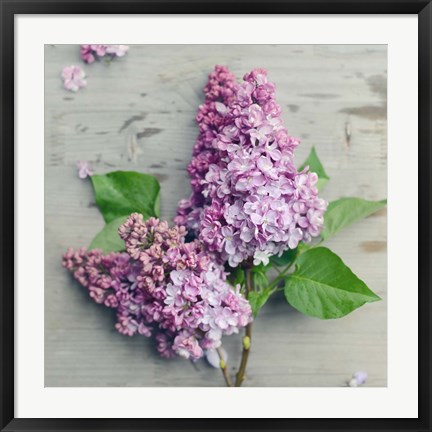 Framed Fresh Lavender Blooms Print