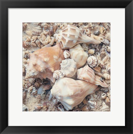 Framed Shell Collection I Print