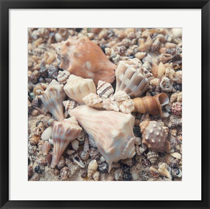 Framed Shell Collection II Print