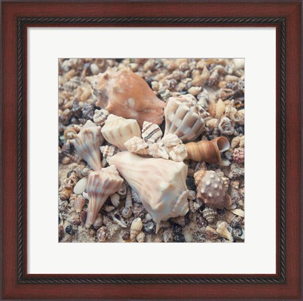 Framed Shell Collection II Print