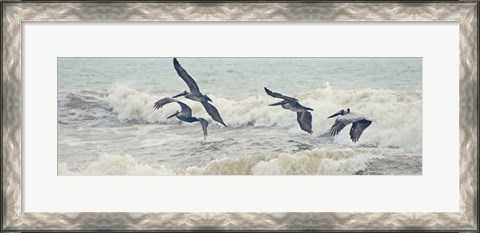 Framed Pelican Panel I Print