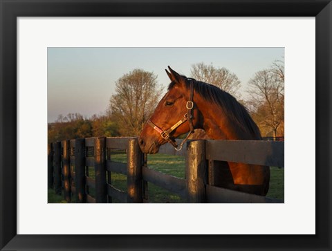 Framed Horse At Sunset Print