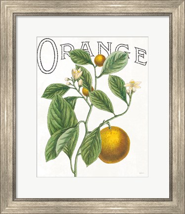 Framed Classic Citrus VI Print