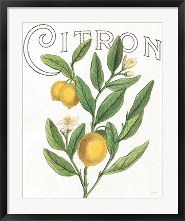 Framed Classic Citrus V Print