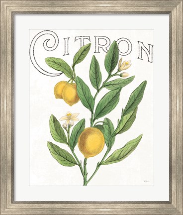 Framed Classic Citrus V Print