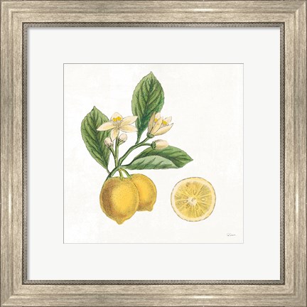 Framed Classic Citrus I Print