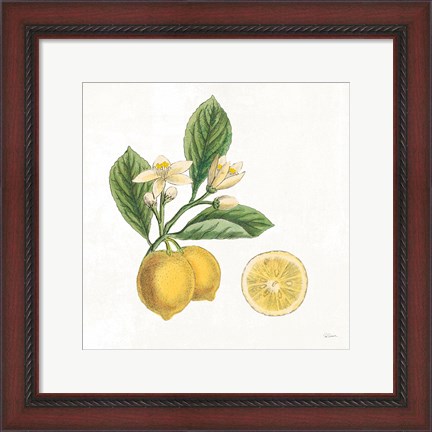 Framed Classic Citrus I Print