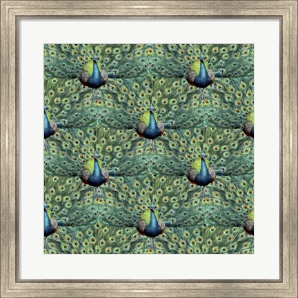 Framed Royal Peacock Pattern Print