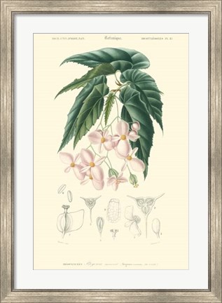 Framed Floral Botanique III Print