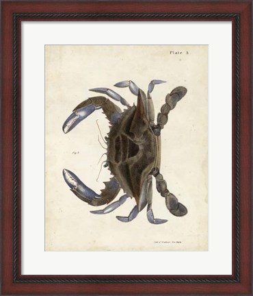 Framed Vintage Crab II Print