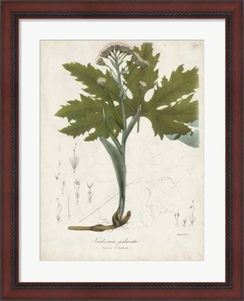 Framed Flowering Flora III Print