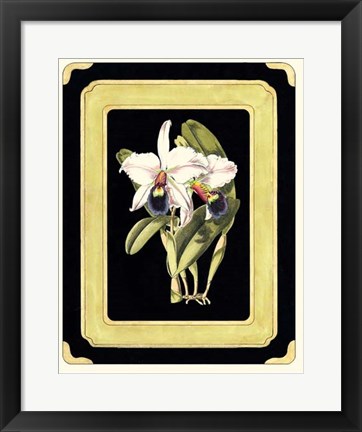 Framed Orchids on Black I Print