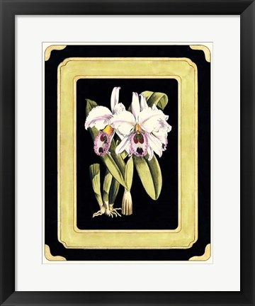 Framed Orchids on Black II Print