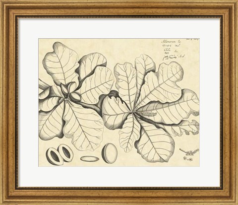 Framed Vintage Leaf Study I Print
