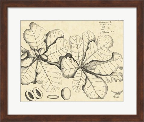 Framed Vintage Leaf Study I Print