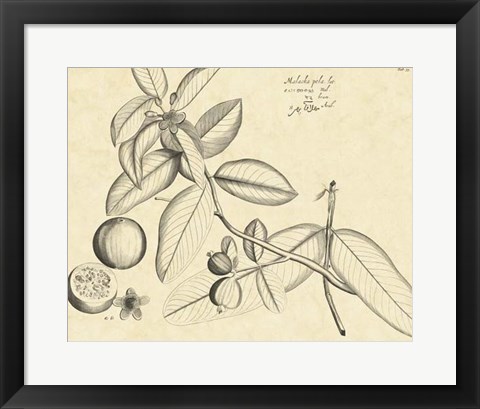 Framed Vintage Leaf Study III Print