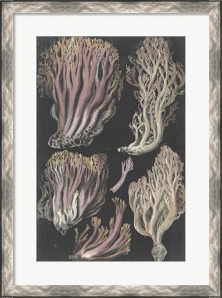 Framed Genus Clavaria II Print