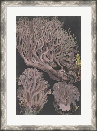 Framed Genus Clavaria IV Print