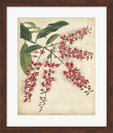Framed Tropical Floral III Print
