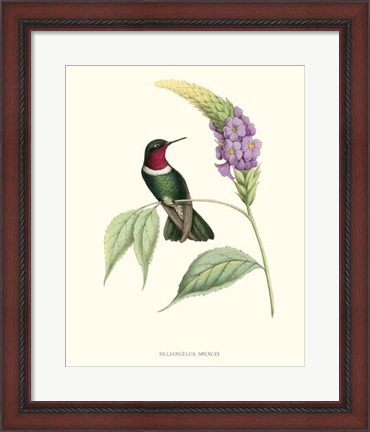 Framed Hummingbird &amp; Bloom II Print