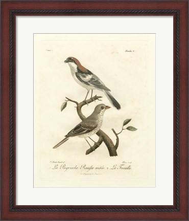 Framed Antique French Birds II Print