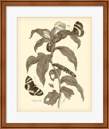 Framed Nature Study in Sepia I Print