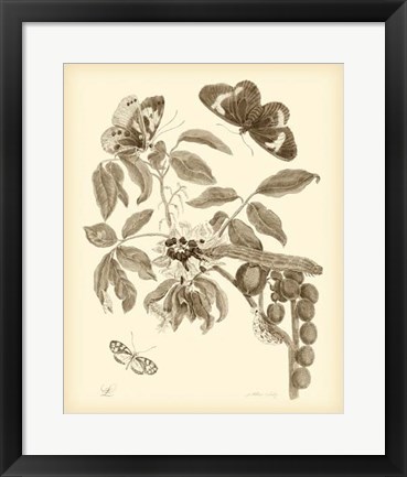 Framed Nature Study in Sepia II Print