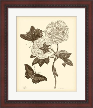 Framed Nature Study in Sepia IV Print