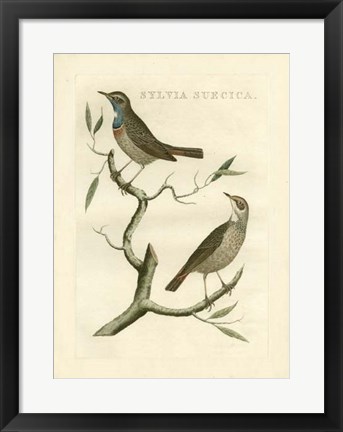 Framed Nozeman Birds II Print