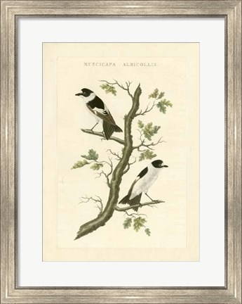 Framed Nozeman Birds IV Print