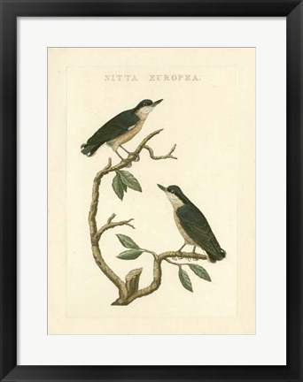 Framed Nozeman Birds VI Print