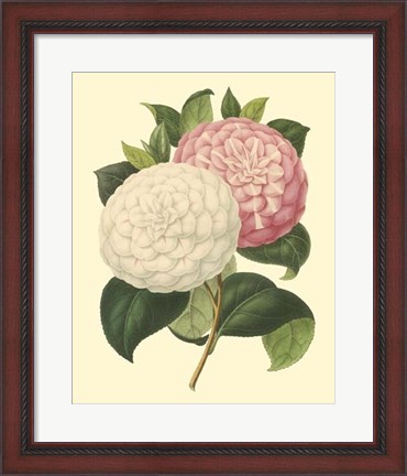 Framed Camellia Garden IV Print