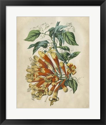 Framed Tropical Beauty II Print