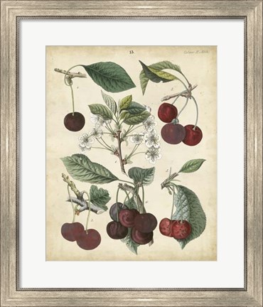 Framed Calwer Common Cherry Print