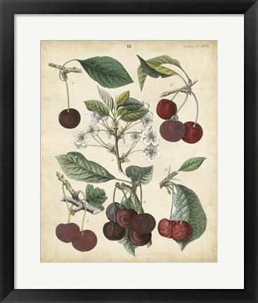 Framed Calwer Common Cherry Print