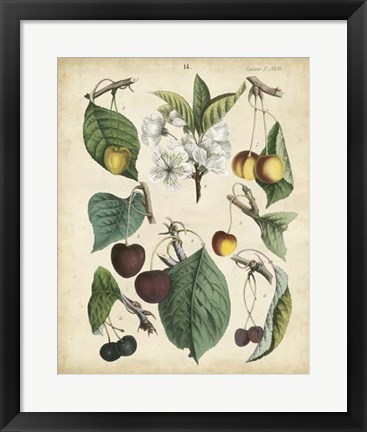 Framed Calwer Wild Cherry Print