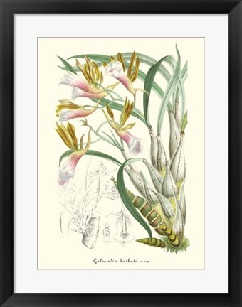 Framed Lavender Orchids IV Print