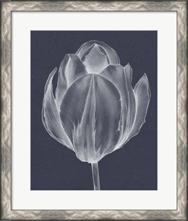 Framed Monochrome Tulip I Print