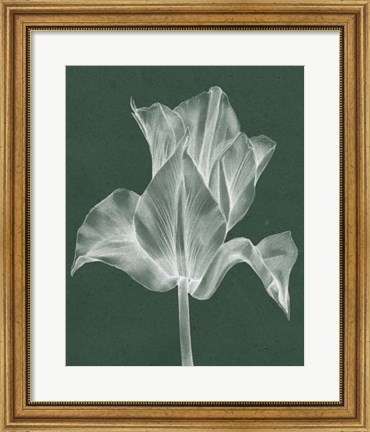 Framed Monochrome Tulip IV Print