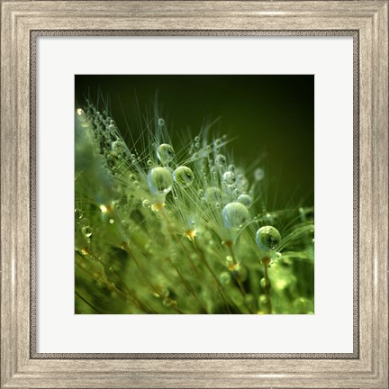 Framed Morning Perls Print