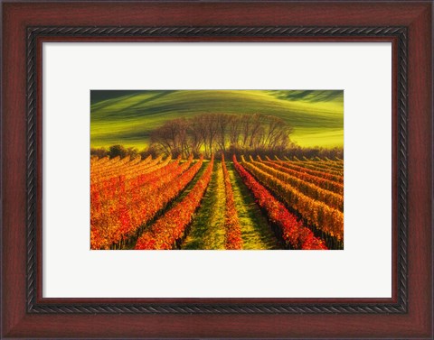 Framed Vine-Growing Print