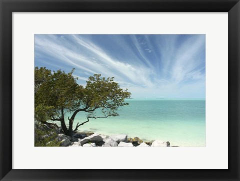 Framed Key West Tree 1 Print