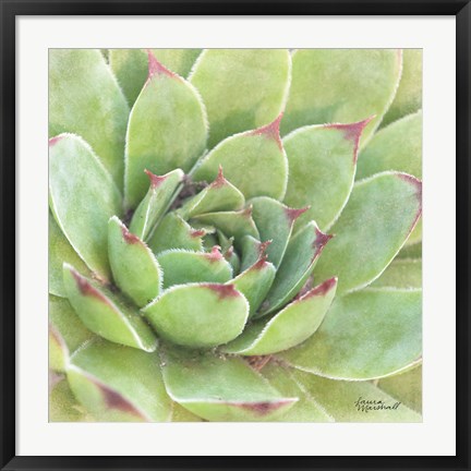 Framed Garden Succulents IV Color Print