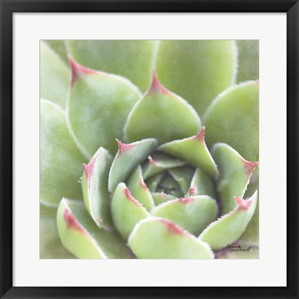 Framed Garden Succulents III Color Print
