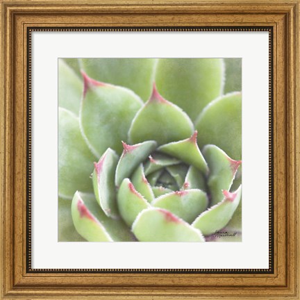 Framed Garden Succulents III Color Print